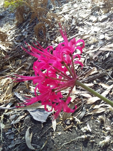 Neryna — Bild 4