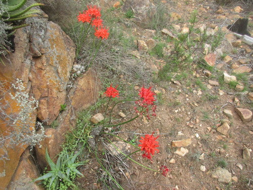 Neryna — Bild 3