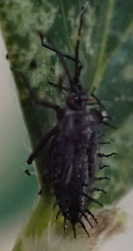 Błędy sieciowe i siatkowe — Bild 3