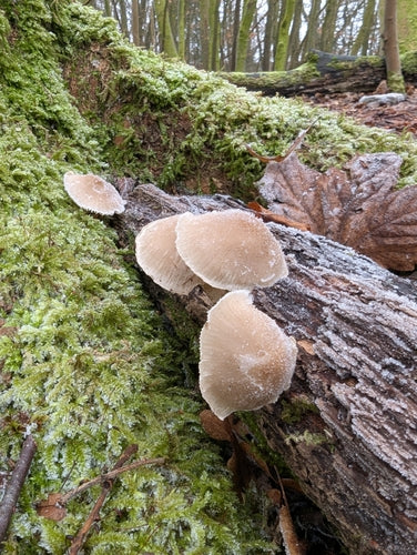 Helmling z łodygą sieciową — Bild 5