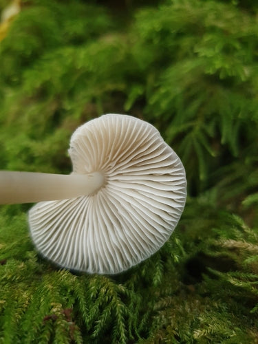 Helmling z łodygą sieciową — Bild 4