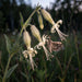 Blüte von Nickendes Leimkraut (Silene nutans) in Nahaufnahme (KI-generiert)