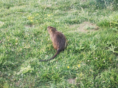 Nutria (szczur bobrowy) — Bild 5