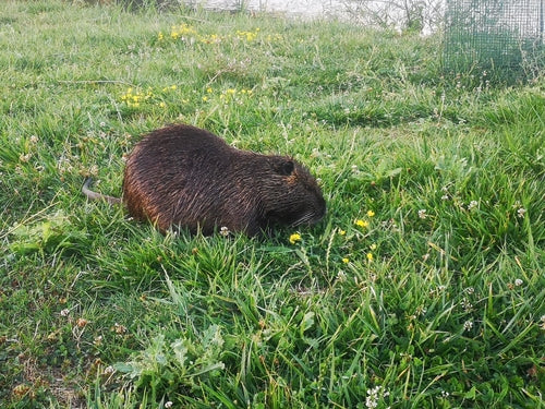 Nutria (szczur bobrowy) — Bild 4