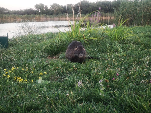 Nutria (szczur bobrowy) — Bild 3