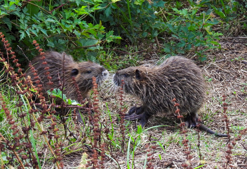 Nutria (szczur bobrowy) — Bild 1