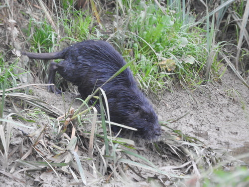 Nutria (szczur bobrowy) — Bild 2