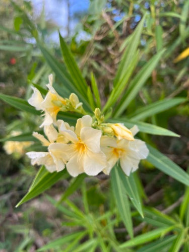 oleander — Bild 4