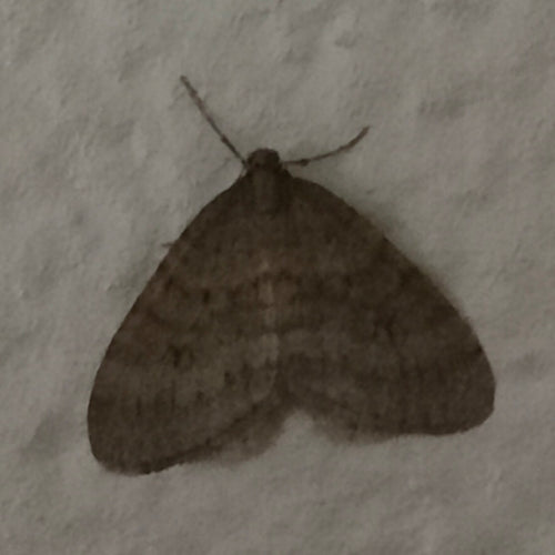 Operaphtera Brumata — Bild 2