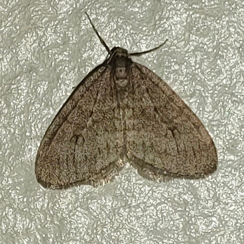 Operaphtera Brumata — Bild 3