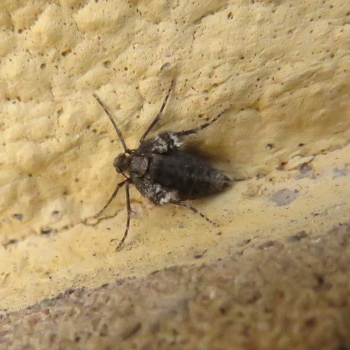 Operaphtera Brumata — Bild 5