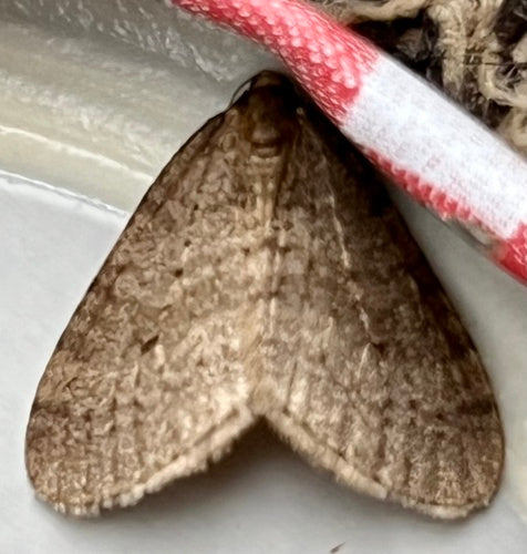Operaphtera Brumata — Bild 4