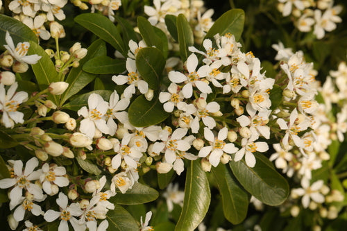 Pomarańczowy kwiat — Bild 3
