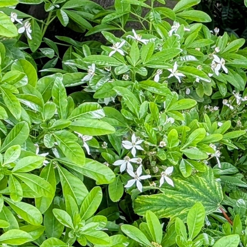 Pomarańczowy kwiat — Bild 1