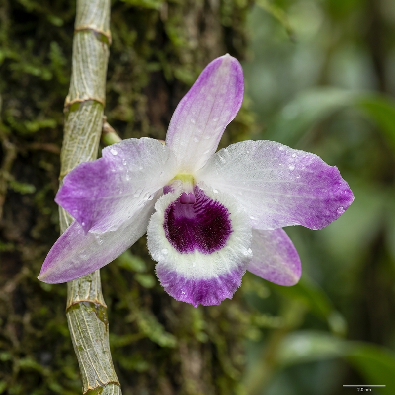 Orchidee