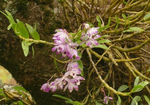 Orchidee — Bild 2