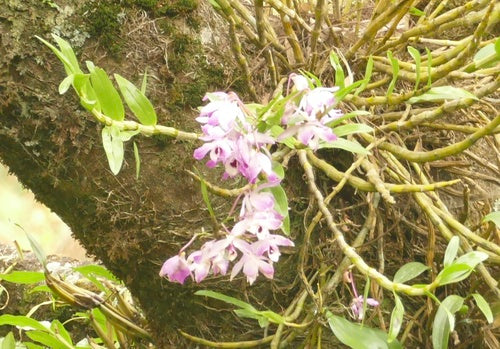 Orchidee — Bild 1