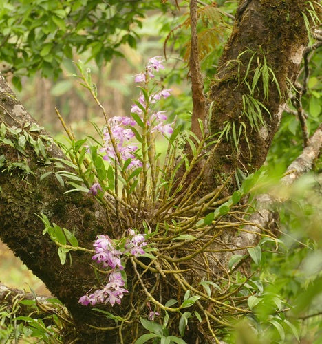 Orchidee — zdjęcie 4 z 5