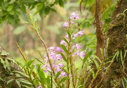 Orchidee — Bild 4