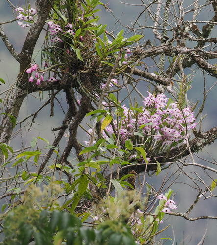 Orchidee — zdjęcie 1 z 5
