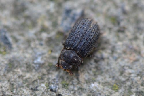Otiorhynchus Scaber — Bild 3