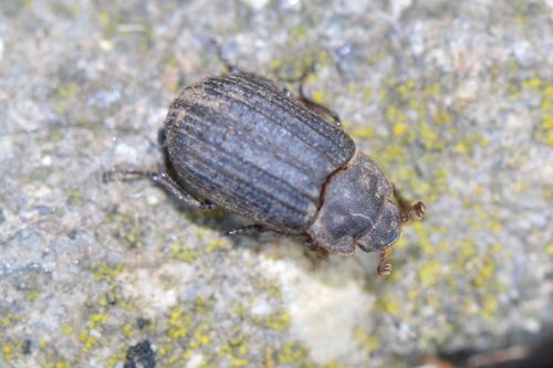Otiorhynchus Scaber — Bild 5