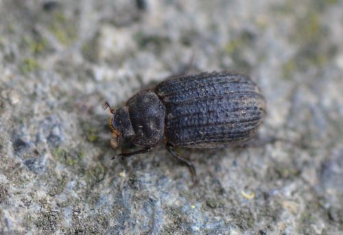 Otiorhynchus Scaber — Bild 3
