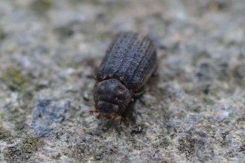 Otiorhynchus Scaber — Bild 2
