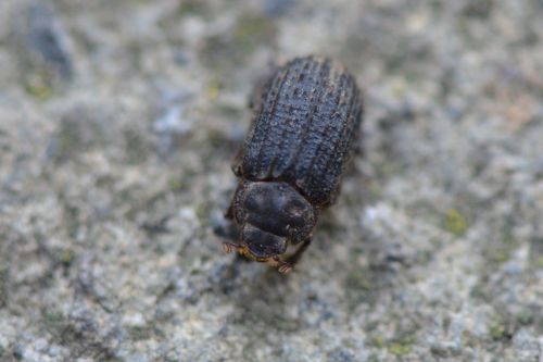 Otiorhynchus Scaber — Bild 1