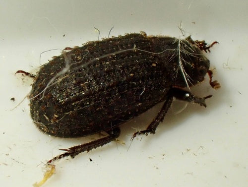 Otiorhynchus Scaber — Bild 1