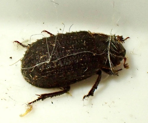 Otiorhynchus Scaber — Bild 2