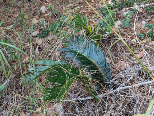 Cyklada — Bild 4