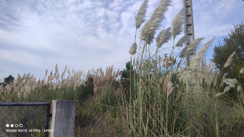Trawa pampasowa — Bild 5