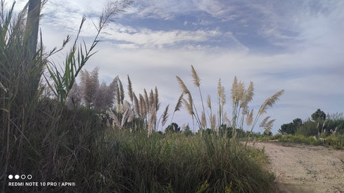Trawa pampasowa — Bild 4