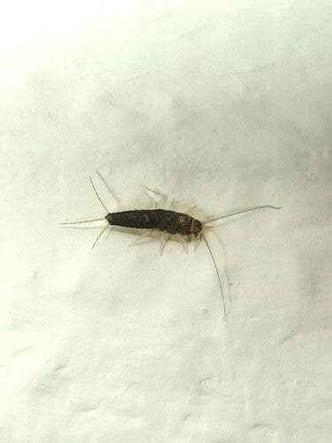 Papierfischchen - Bild 8