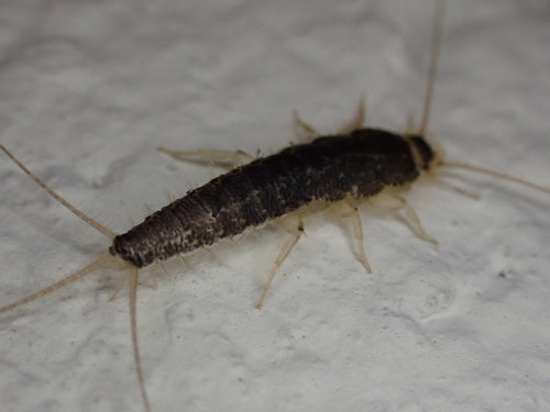 Papierowa ryba — Bild 1