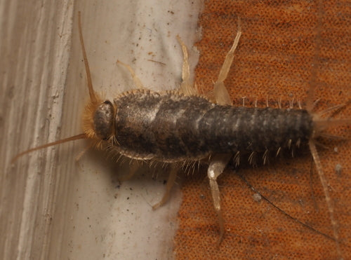 Papierowa ryba — Bild 3
