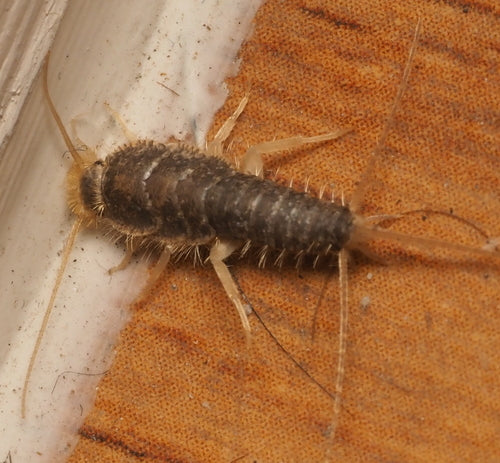 Papierowa ryba — Bild 2