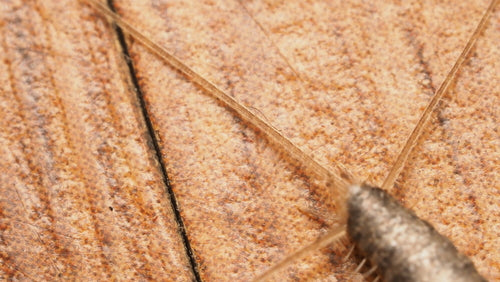 Papierowa ryba — Bild 4