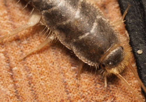 Papierowa ryba — Bild 5