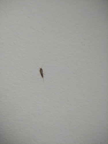 Papierowa ryba — zdjęcie 2 z 50
