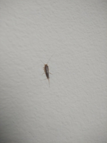 Papierowa ryba — zdjęcie 1 z 50