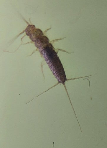 Papierowa ryba — zdjęcie 5 z 50