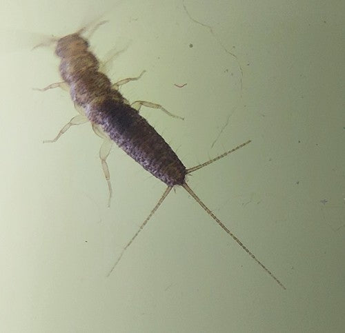 Papierowa ryba — zdjęcie 4 z 50