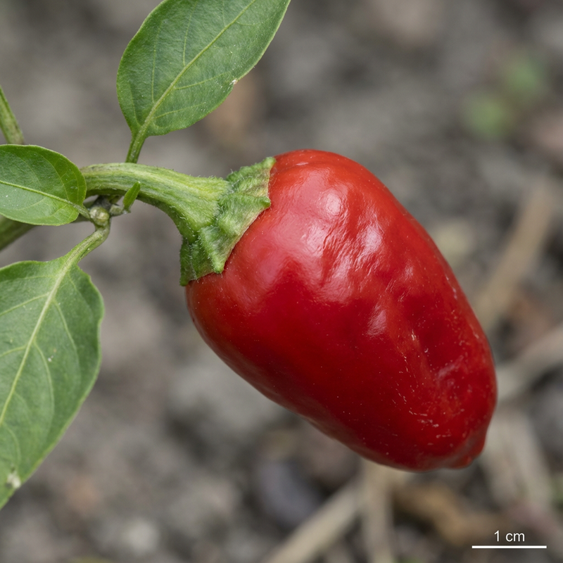papryka