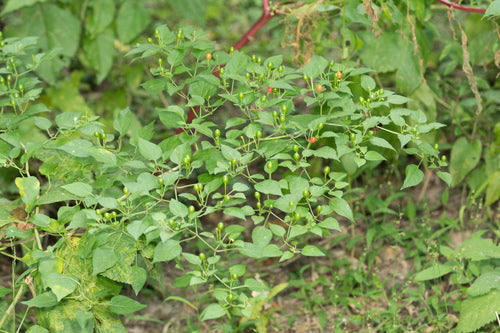 papryka — Bild 1