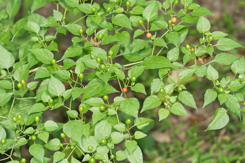 papryka — Bild 2