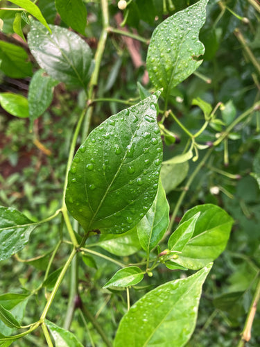 papryka — Bild 5