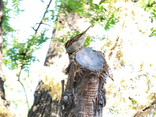 Przechodnia Krajowego — Bild 4