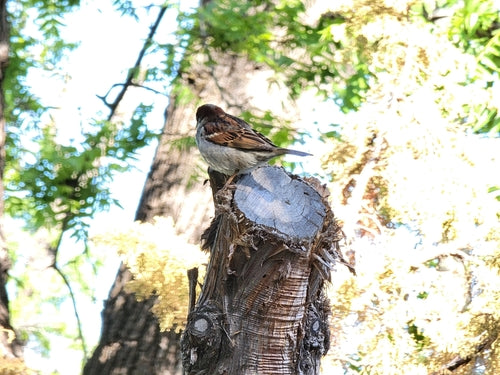 Przechodnia Krajowego — Bild 5